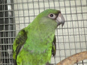 Grüne Kongopapageien