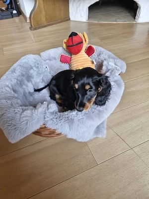 Zwergdackel Welpen Bild 4