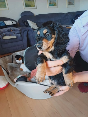 Zwergdackel Welpen Bild 2