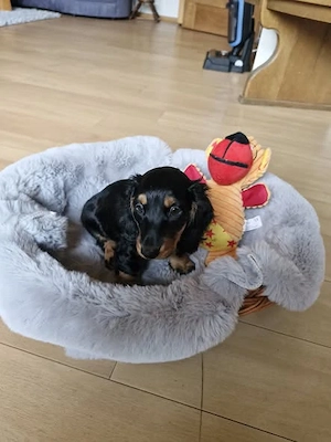 Zwergdackel Welpen Bild 5