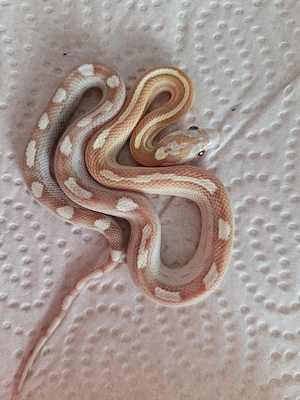 Kornnatter Golddust Weibchen 