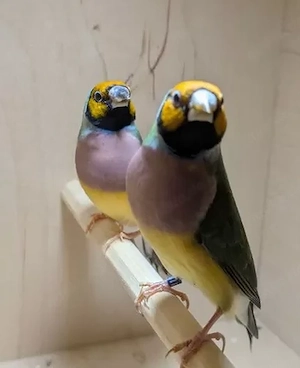 Gouldamadinen aus 2025