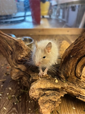 Degu Babys (männlich) abzugeben 