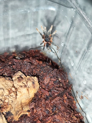 Davus sp. Panama Bild 2