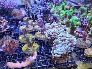 Acropora desalwii ,valida blau, Enzmann, Mango Garden 