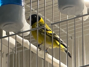 Magellanzeisig Paar (2025)   gesund & vitale 