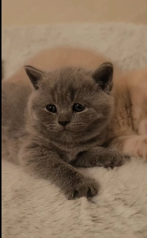 Britisch Kurzhaar Kitten 