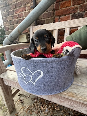 Zwergdackel Welpen Rüde und Hündin