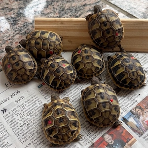 Nachzuchten Griechische Landschildkröte (Testudo hermanni) abzugeben
