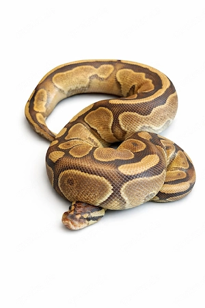 0.1 Enchi Cinnamon Fire pos. het piebald pos. het albino