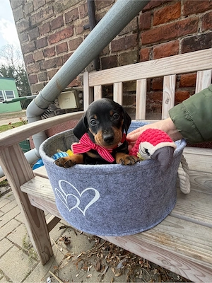 Zwergdackel Welpen Black-Tan Rüde und Hündin