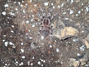 Acanthoscurria geniculata