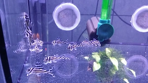 L46 Hypancistrus Zebra 