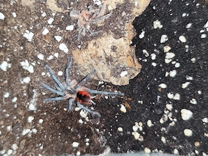 Pamphobeteus cascada