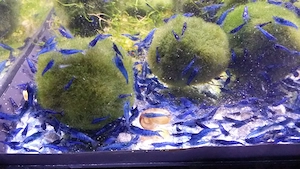 Neocaridina davidi var. blue dream Garnelen