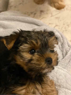 Yorkshire-Terrier-Welpen