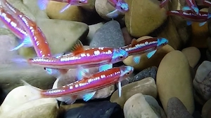 Regenbogen Elritzen Notropis chrosomus