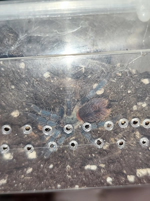 Dolichothele diamantinensis