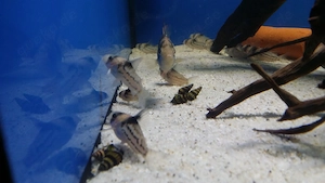 Hoplisoma parallelus C2 Corydoras Bild 4