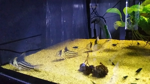 Hoplisoma parallelus C2 Corydoras