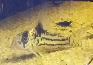 Hoplisoma parallelus C2 Corydoras Bild 3