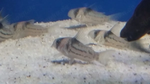 Hoplisoma parallelus C2 Corydoras Bild 5