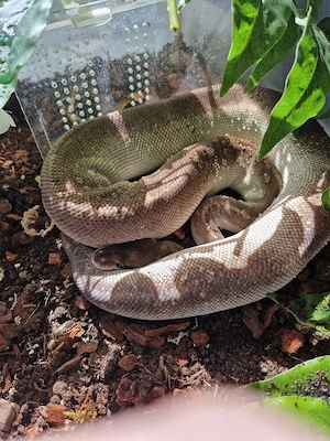 1.0 Hübscher Pastel Super Black Pastel Königspython 