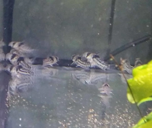 Hoplisoma parallelus C2 Corydoras Bild 2