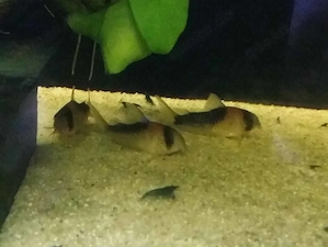 Hoplisoma duplicareus Corydoras