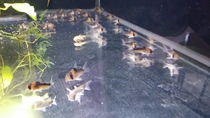 Hoplisoma duplicareus Corydoras Bild 3