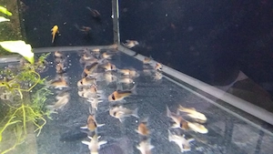 Hoplisoma duplicareus Corydoras Bild 2