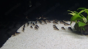 Hoplisoma duplicareus Corydoras Bild 5