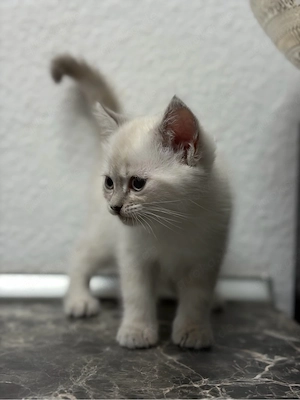Kleine süße babykatze Mix (BKH   Shiraz) Kitten
