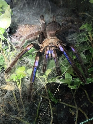 Chilobrachys natanicharum (ehem. sp. electric blue)