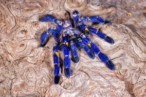 nehme vogelspinne auf 