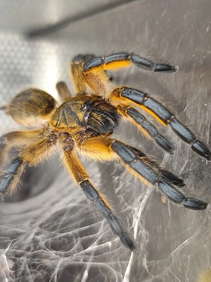 Harpactira pulchripes