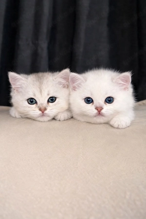 Bkh Britisch Kurzhaar Kitten mit Stammbaum