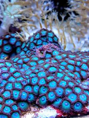 Korallenableger- Zoanthus " Blackbeard"
