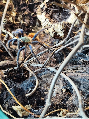 Chromatopelma cyaneopubescens 