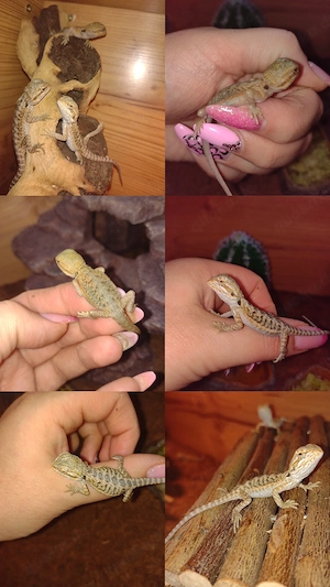 Süße Farb-Bartagamen Babys Pogona vitticeps liebevoll aufgezogen verschiedene Farben & Zeichnungen