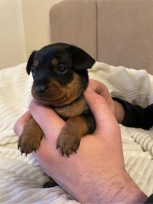 Zwergpinscher welpen 