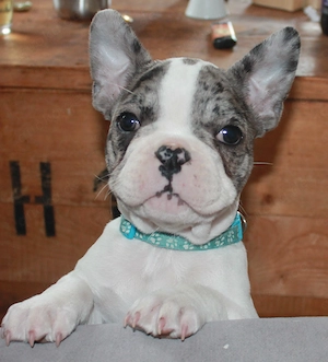 Französische Bulldogge Welpen abgabebereit ab 18.03.26 nur noch ein Rüde frei