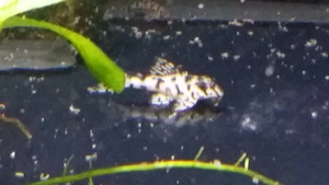 L236 Schmucklinien Harnischwels Ausnahmetiere