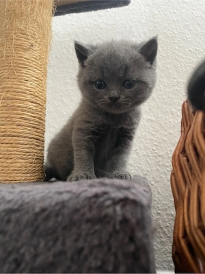 Zwei kleine Kater reinrassige Britisch Kurzhaar Katzen (BKH).