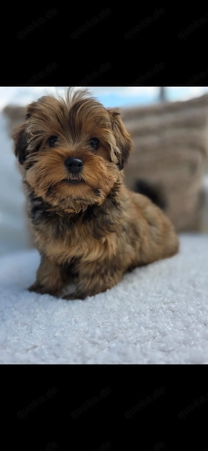 Zwei süße Pomyorki Welpen