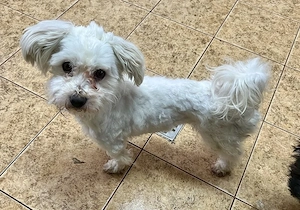 Unsicherer Yeti sucht erfahrenes Zuhause