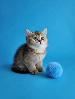 BKH-BLH Kitten Schneeweiß und black golden shaded Bild 3