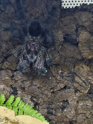 Avicularia purpurea