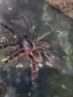 Psalmopoeus victori
