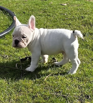 Die letzten 3 dürfen ab sofort ausziehen New English Bulldog 